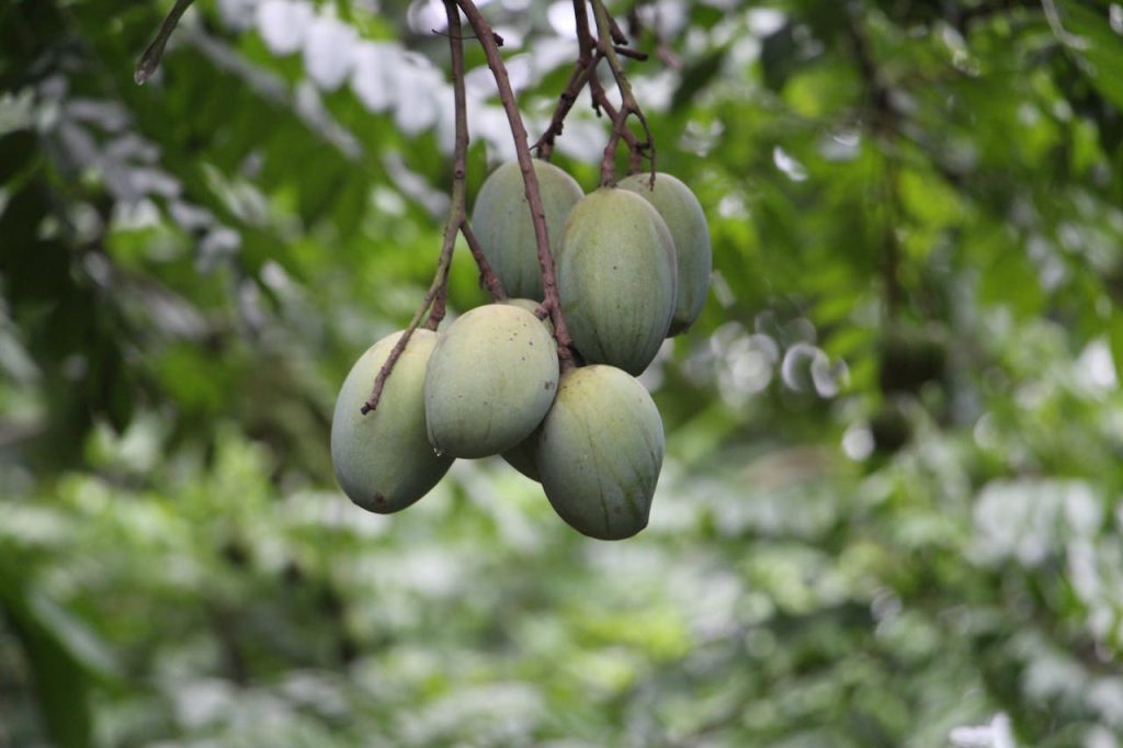 A cluster of unripe mangoes hanging from a tree branch, showcasing the natural growth in tropical Bangladesh.